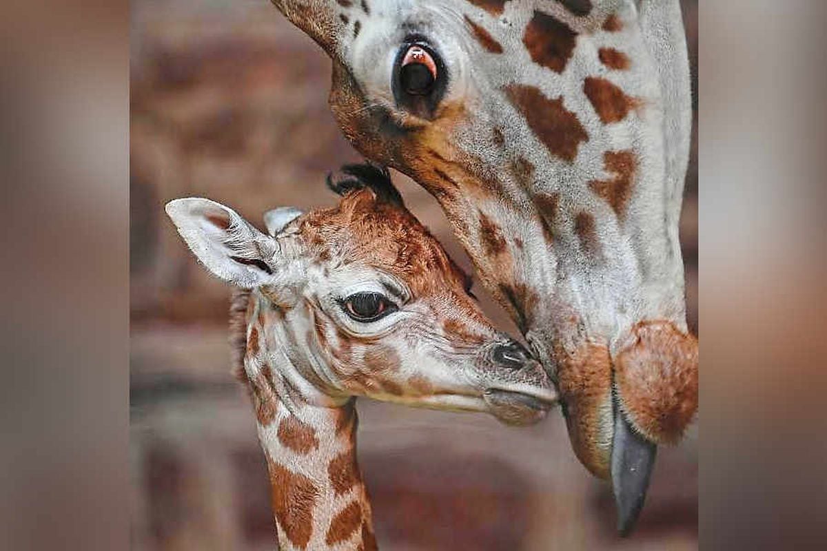 giraffe baby teddy