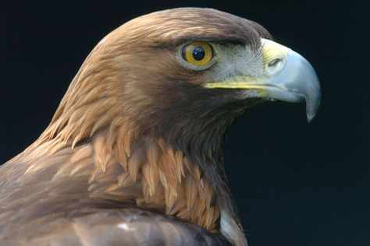 Have you seen Wales's golden eagle? | Shropshire Star