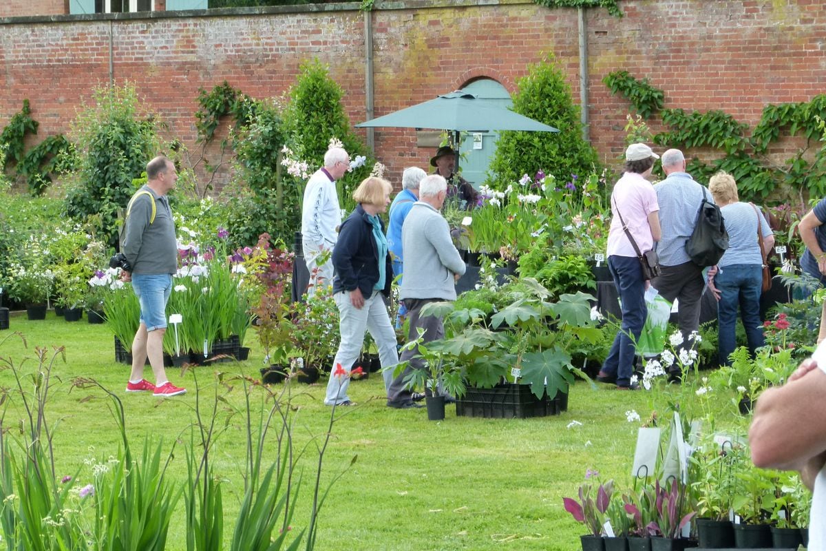 Preparing For Walled Garden's First Plant Fair In Almost Two Years 