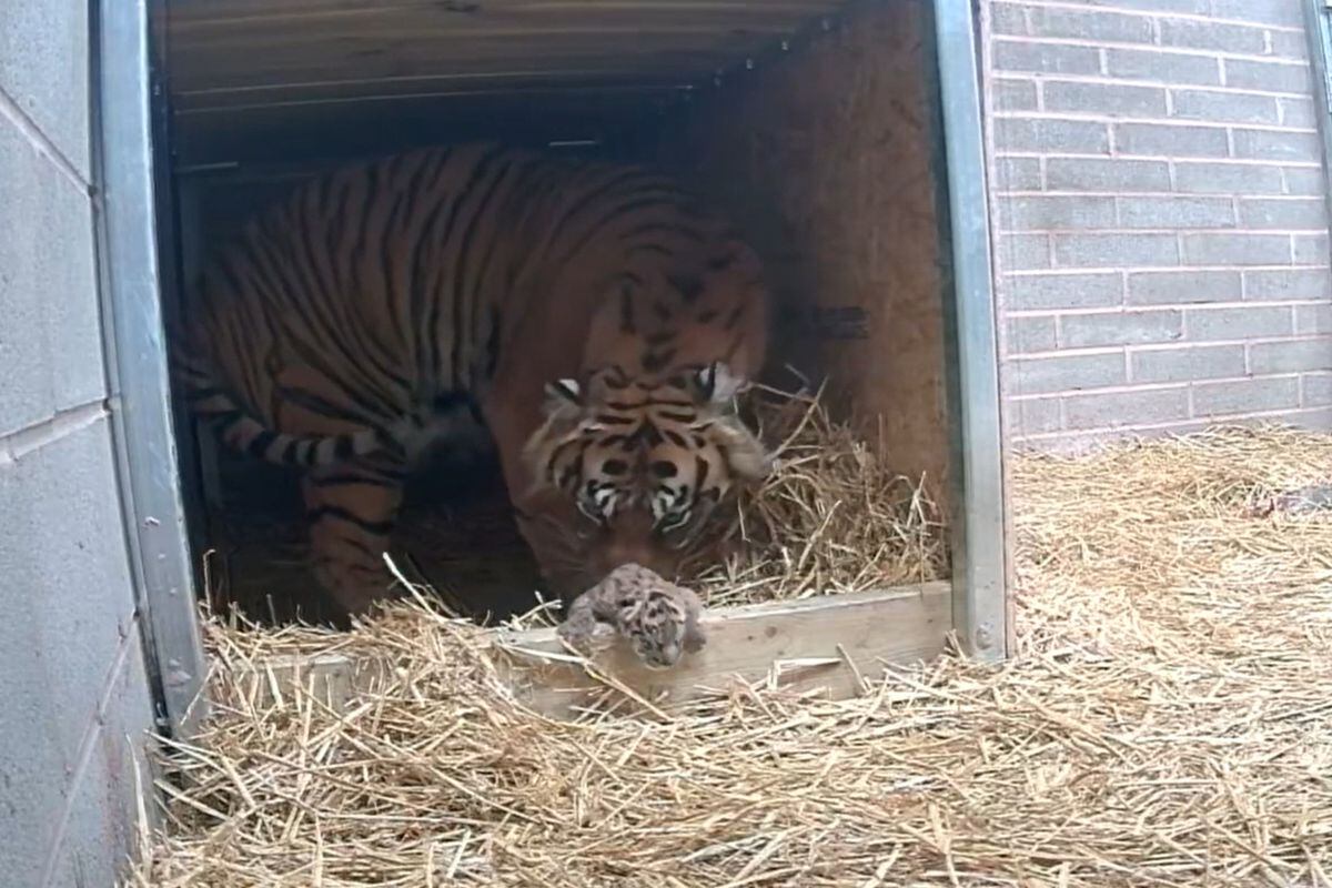 Tiger Cubs Born At Wildlife Safari Aid Conservation Efforts