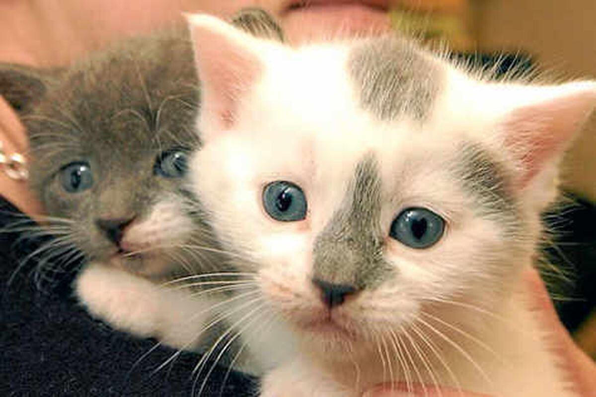 kitten-in-hand-free-stock-photo-public-domain-pictures