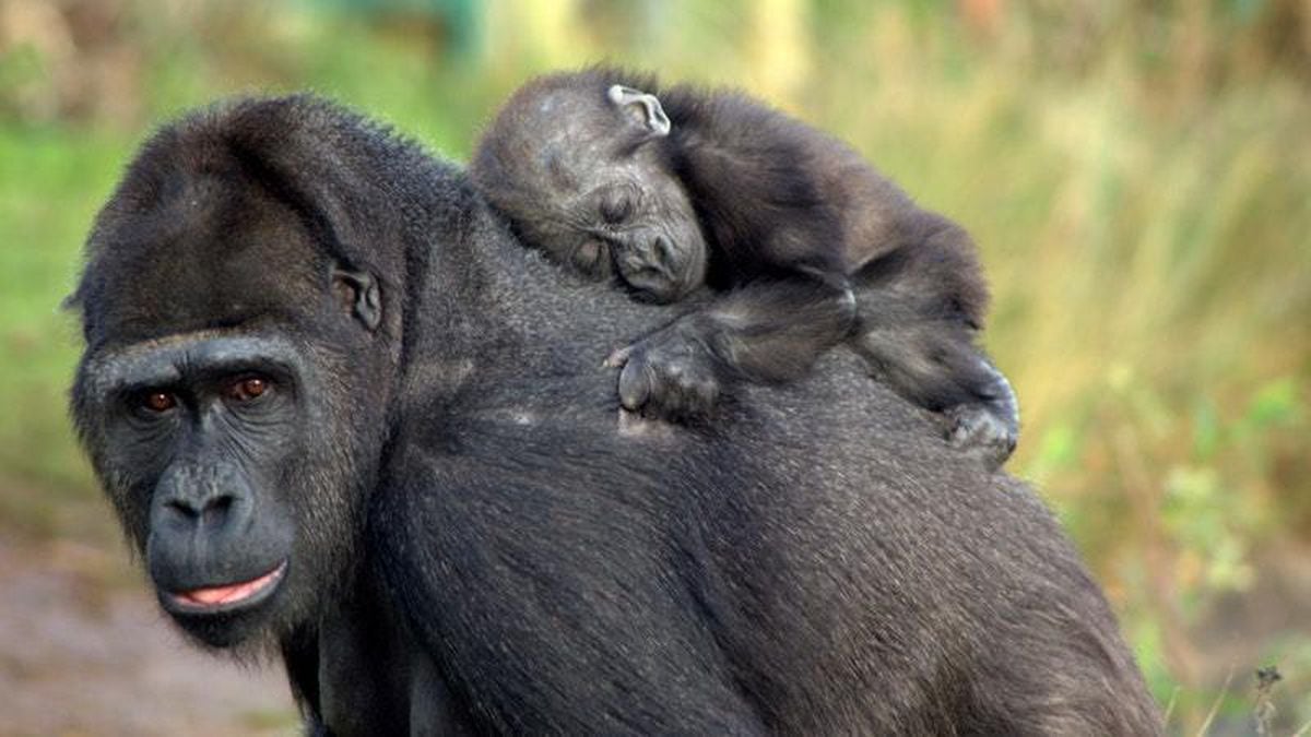 Gorillas go ape for Touni’s 10th birthday | Shropshire Star