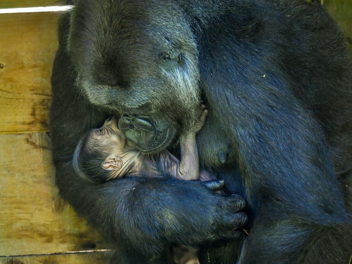 A nine weeks old gorilla baby (gorilla gorilla) is being held by