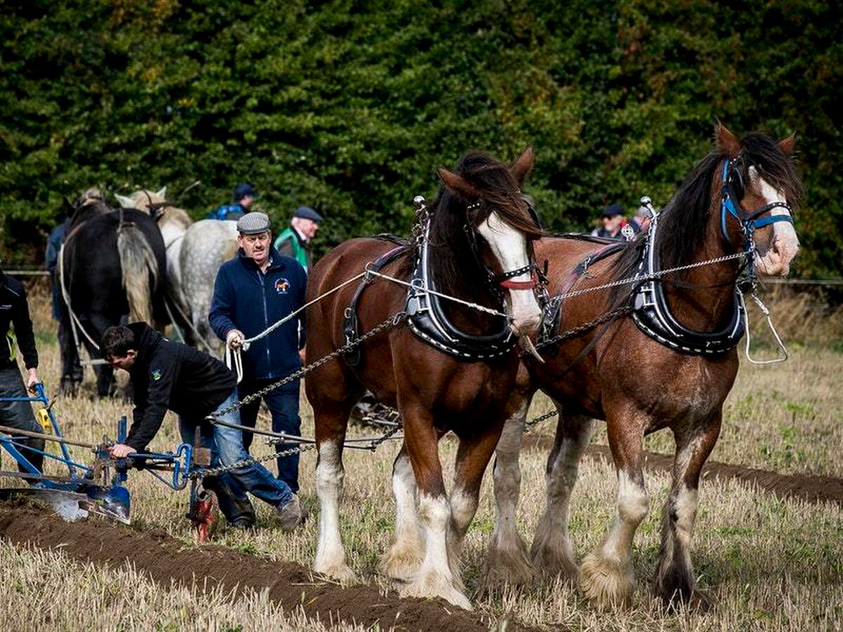 Ploughing championship a relief after tough year for Ireland’s