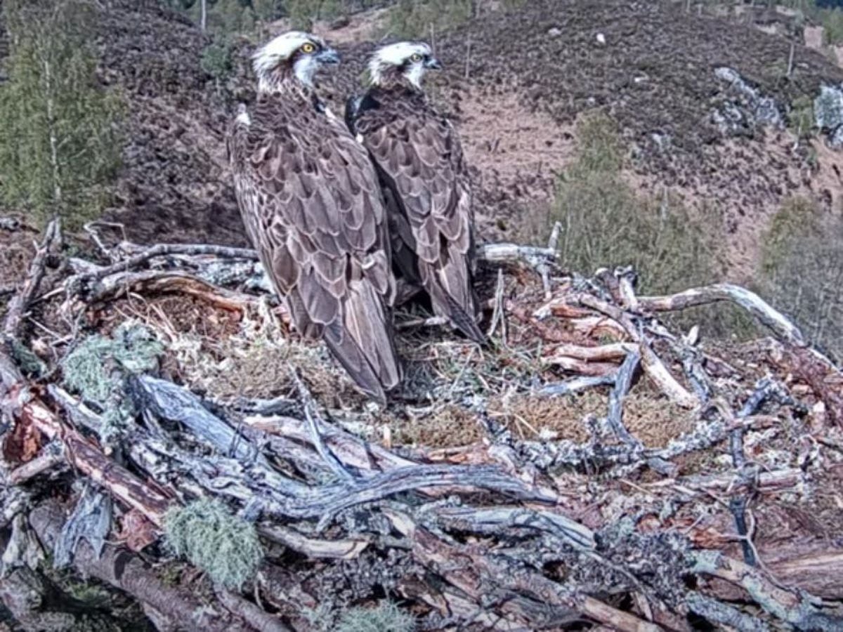 osprey bird nest