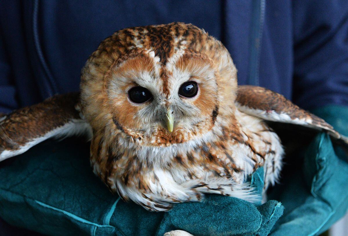 Tawny owl creating a hoot following Bridgnorth rescue | Shropshire Star