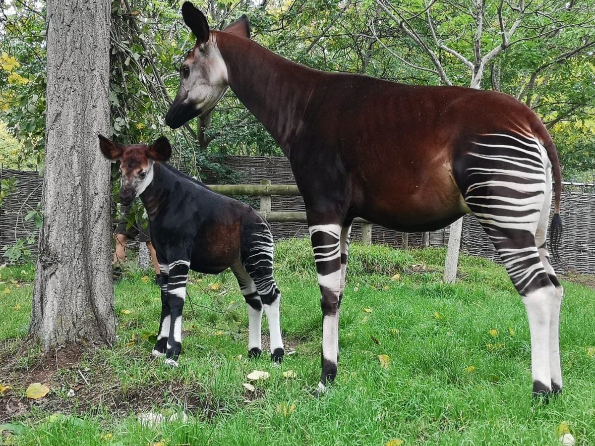 Well Behaved Baby Okapi Explores Paddock At London Zoo For First Time Shropshire Star