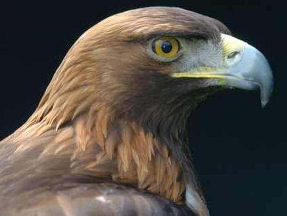 Sorrow as Wales' last golden eagle is found dead in Powys | Shropshire Star