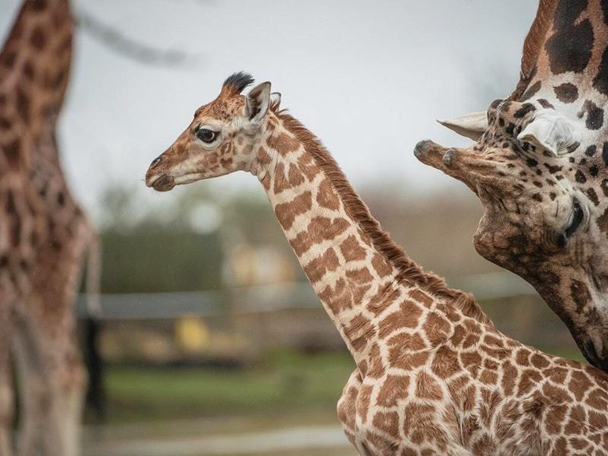 Download Footage shows rare baby giraffe falling six feet to the ...
