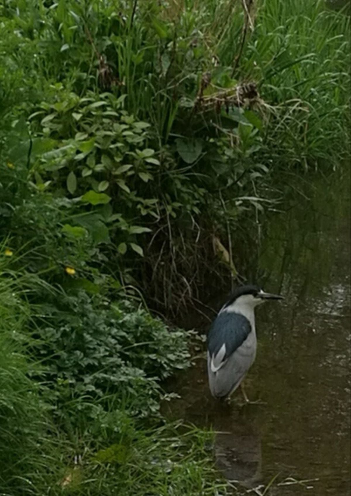 Rare bird ruffles feathers Shropshire Star