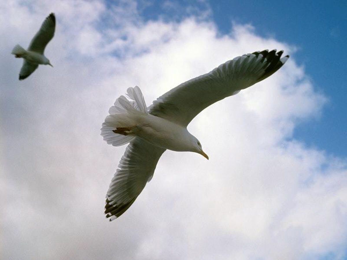 ‘Drunk’ seagulls have been confusing the RSPCA in Somerset | Shropshire ...