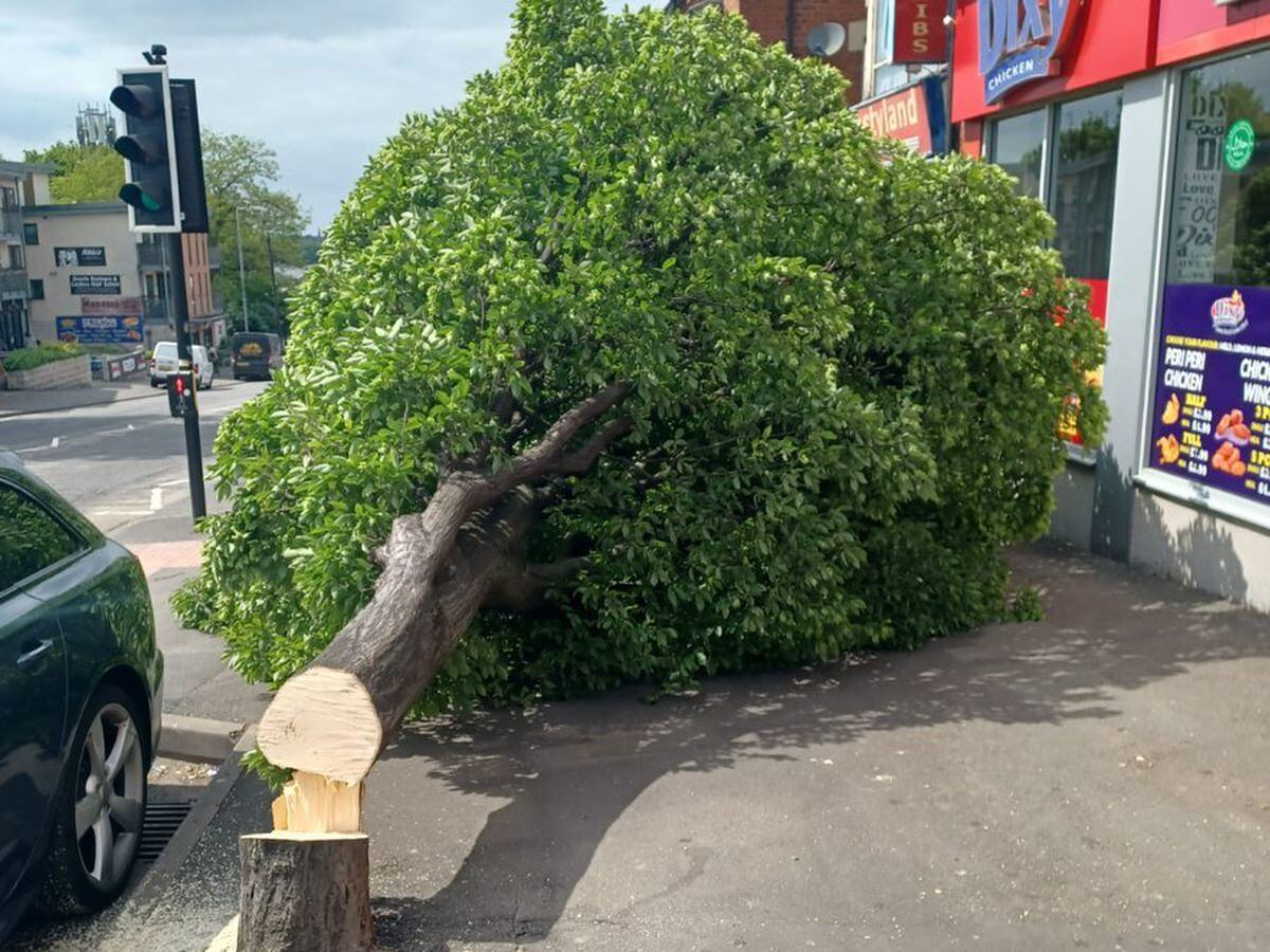 tree-next-to-busy-road-is-cut-down-in-its-prime-leaving-residents-and