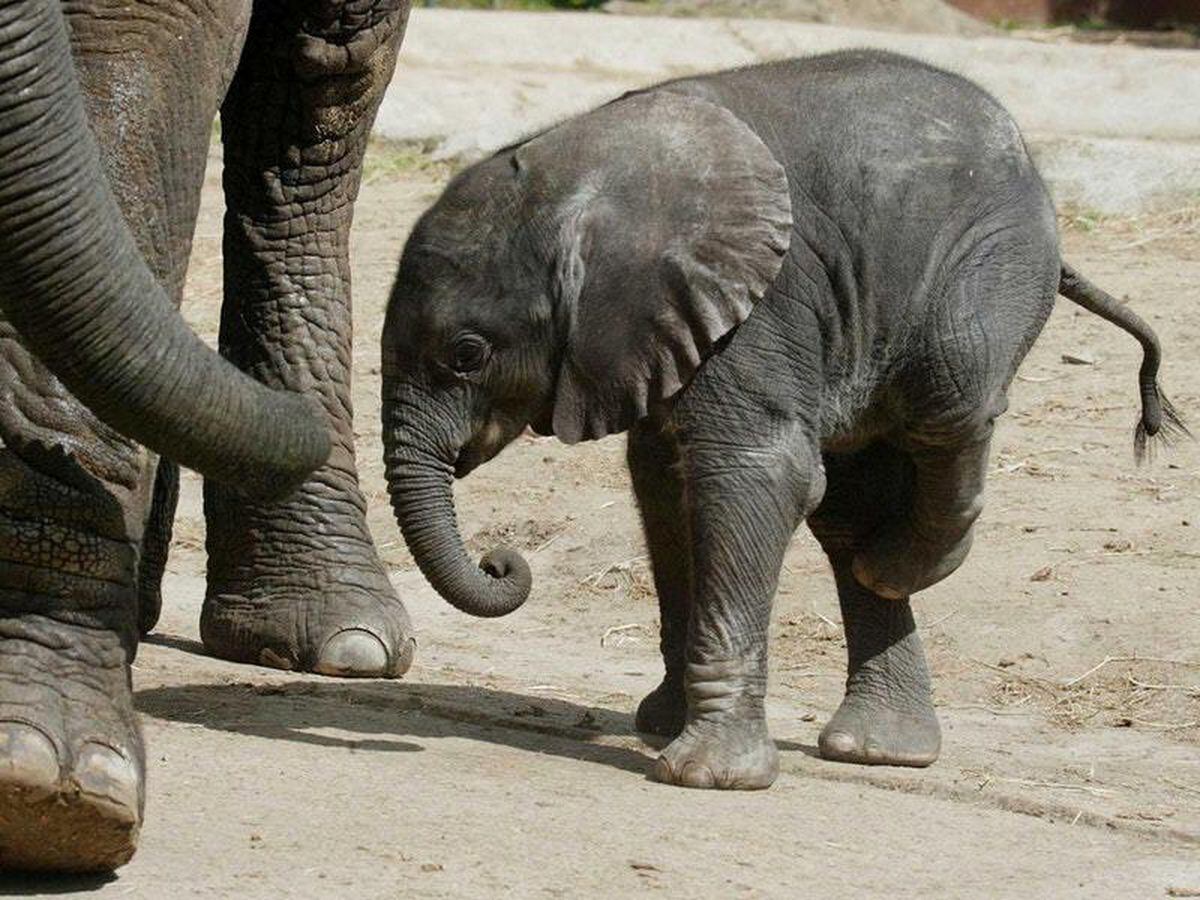 Zoo captures baby elephant making trumpeting noises and it’s ...